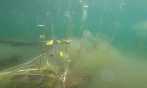 Gigantic Turtle Filmed Underwater