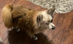 Pompom Pup is Excellent Tap Dancer