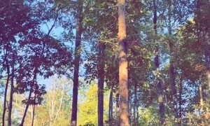 Black Bear Climbs Tennessee Tree