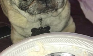 Chester the Pug Lip Smacks for Key Lime Pie