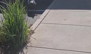 Flock of Turkeys Accost Woman in Parking Lot