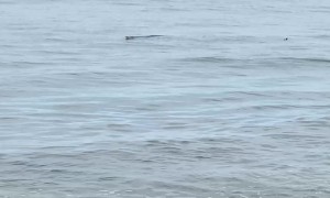 Crocodile Floats in Gentle Waves