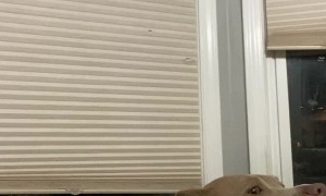 Doggy Slays the Steak Challenge