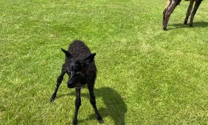 Newborn Cria Takes Her First Steps