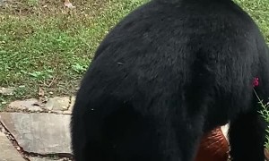 Bear Steals Pumpkin From Porch