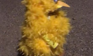 Kiddo in an Adorable Big Bird Halloween Costume