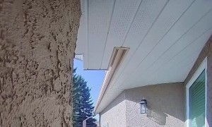 Woodpecker Rings Doorbell