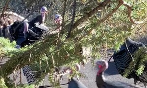 Cacophonous Turkeys Near Colorado Cabins