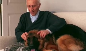 Old man and German Shepherd share special relationship