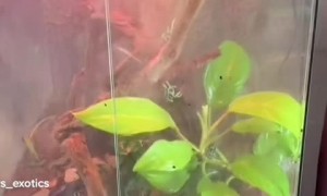 Clear Frog Shows Off Insides