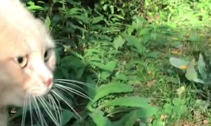 Cats Have Heated Argument