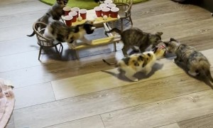 Foster Kittens Get Wild When Nobody's Watching