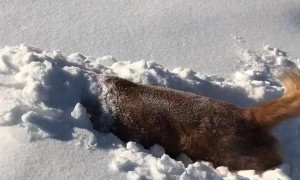 Golden Retriever Burrows in the Snow Like a Bunny
