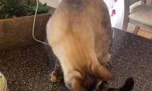 Cat Needs Affection While Feasting