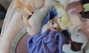 Kitten Loves Rocking in Baby Swing