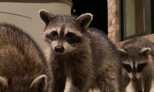 Raccoons Take Treats From Fork