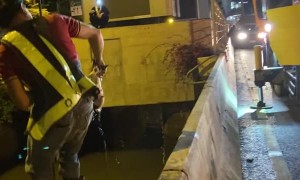 Crane Saves Stray Cat