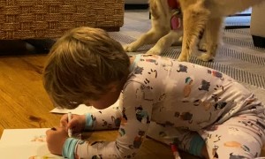 Drawing Kid Oblivious to Dogs Playing Tug-of-War