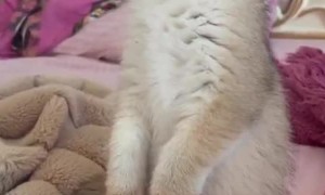 Adorable Kitten Stands in Disbelief