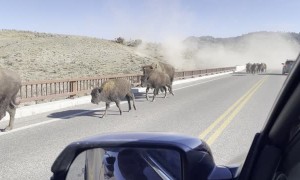Bison Stampede Across Bridge in Yellowstone National Park