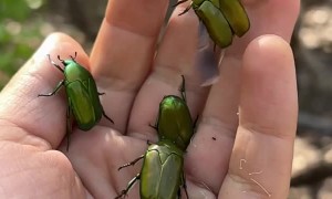 Green Flower Chafer Beetles Taking Flight