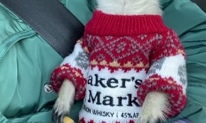 Meerkat Wearing Sweater Rides on Shoulder