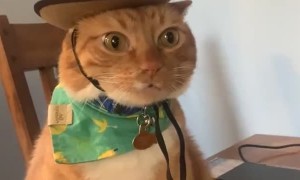 Sheriff Cat on Duty