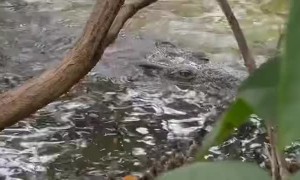 Polarized Sunglasses Reveal Lurking Reptile