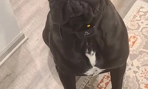 Good Boy Gabe's Got Gas