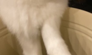 Boris the Albino Bunny Chomping on Pellets