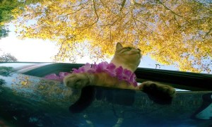 Kitty Cruises in Style for International Cat Day
