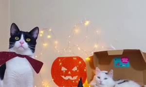 Pets Play Dress-up Together for Halloween