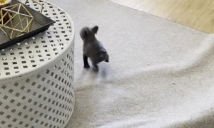 Puppy French Bulldog Chases Rottweilers