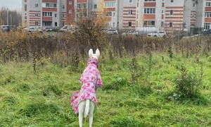 Happy Pup Hops to Field