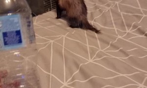 Ferret Acts Fierce with Water Bottle