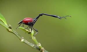Giraffe Weevil in Madagascar