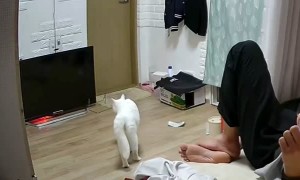 Cat Ninja Kicks Reflective Threat in TV