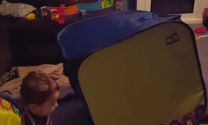 Energetic German Shepherd runs epic zoomies, knocks down playhouse 