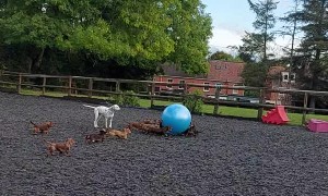 Dachshund Pack Plays With Giant Ball