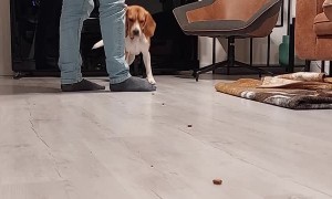 Beagle Bruno Does Handstands on Command