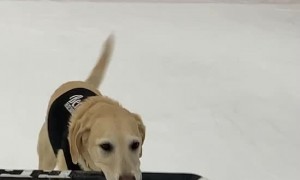 Ice Skating Dog Tap Dances Across Arena