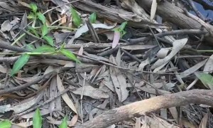 Sneaky Red Belly Black Snake Hides in Riverbank