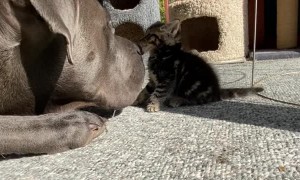 Large Dog Shows Love to Tiny Kitten