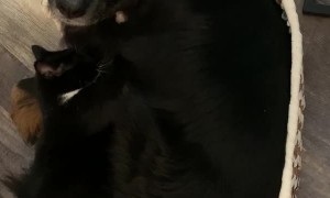 Pup Pleads for Personal Space