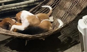 Lover Beagles Enjoy Cuddles in a Hammock
