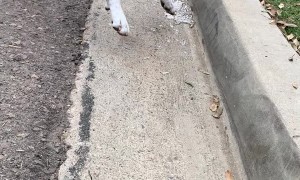 Brindle Boxer Goes With The Flow