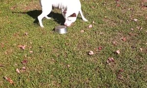 Portly Pup Plays With Empty Bowl
