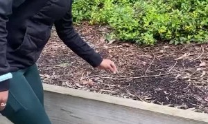 Snail Rescue Doesn't Go As Planned