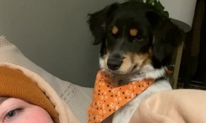 Puppy Becomes Sassy After Rejected Kiss