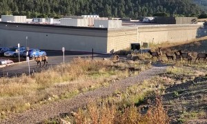 Estes Park Elk Attacks Car